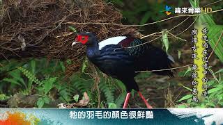 沿著「灣潭溪」而行,巧遇貴客藍腹鷴!緯來育樂台 週六20:00、週日21:00 MIT台灣誌