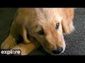 Puppy Play Room at Warrior Canine Connection | Highlights