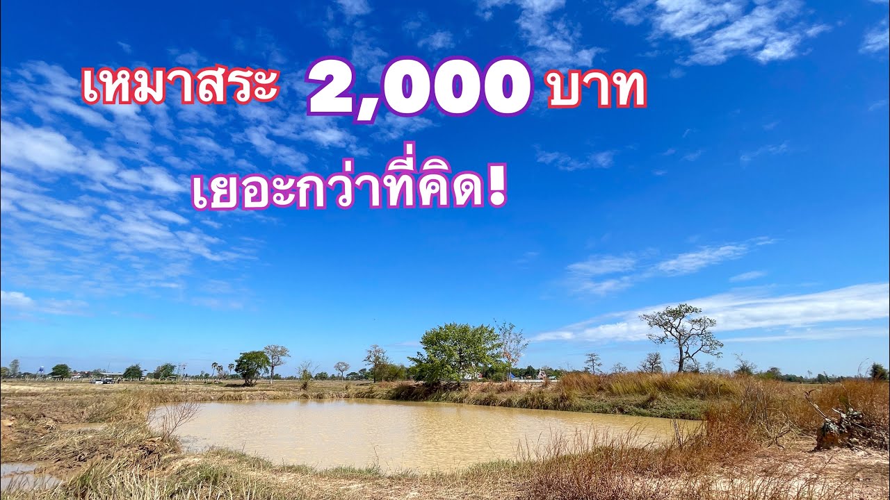 เหมาสระ 2,000 บาท  ปลาเยอะเกินคาด!