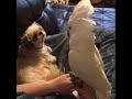 Cockatoo tells dog about his day adds a few cuss words!