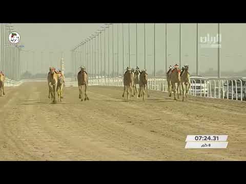 الشوط 6 عجاج ل هجن العاصفة 12 52 47 مهرجان سمو أمير قطر 2022 3 27 ثنايا الشحانية