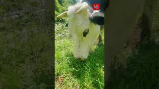#cow #shorts #eating #animalshorts #funnyanimals #terapia #farming #çiftlik #video #nature #asmr