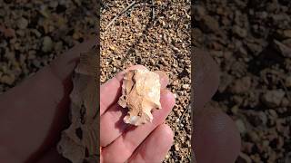 Finding Prehistoric Artifacts In The Desert - Large Projectile Point