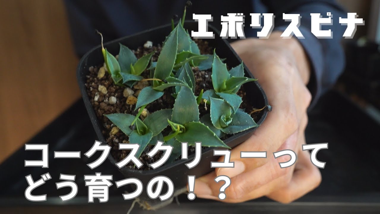 エボリ実生】話題のコークスクリューとはなんぞや？ - YouTube
