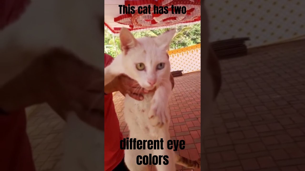 This cat has two different eye colors | Heterochromia | Cute cats