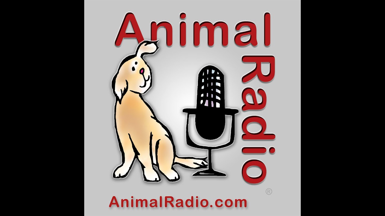 1126. The Funny Farm's Weather Predicting Pig