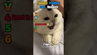 Ranking Funniest PRANKING CATS Moments!🐈🐾