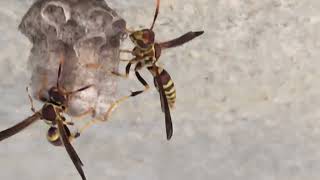 Getting Up Close and Personal with a Pair of Paper Wasps! (Did I get stung?)