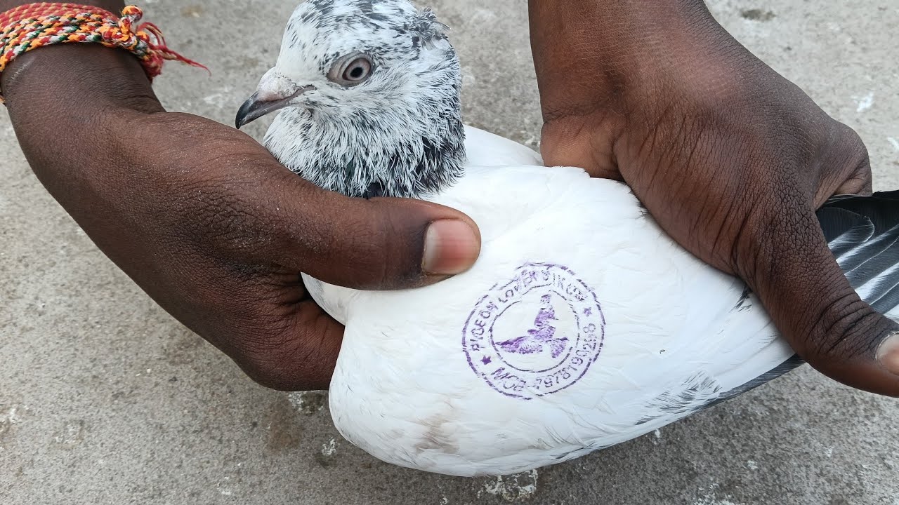 All Highflyer sell low price re contact me 797819298🙏👍❤️