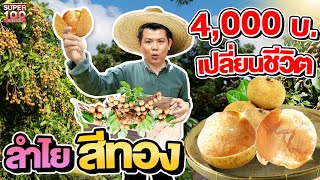 #ดาว เกษตรลำไยสีทอง เริ่มต้นจากเงินแค่ 4,000 บาท ! | SUPER100