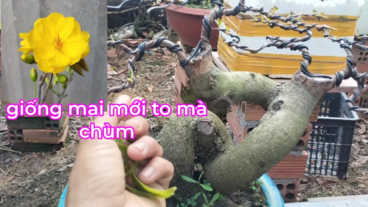 Muốn mai không chơi tết phát triển mạnh mà không cần tốn gì cả thì làm cách này bấm nụ 