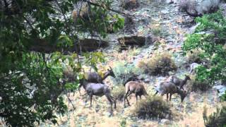 Green River Bighorn Sheep