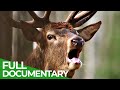 Europes great wilderness  episode 2 europes green heart  free documentary nature