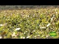Protección del maní, un cultivo regional fuerte que crece sano (#772 2018-05-19)