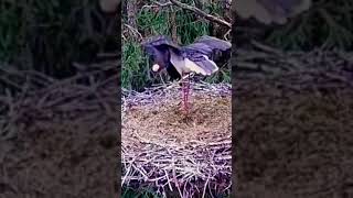 Intruz niszczy trzy jaja bocianów czarnych # Sieraków #PL #short