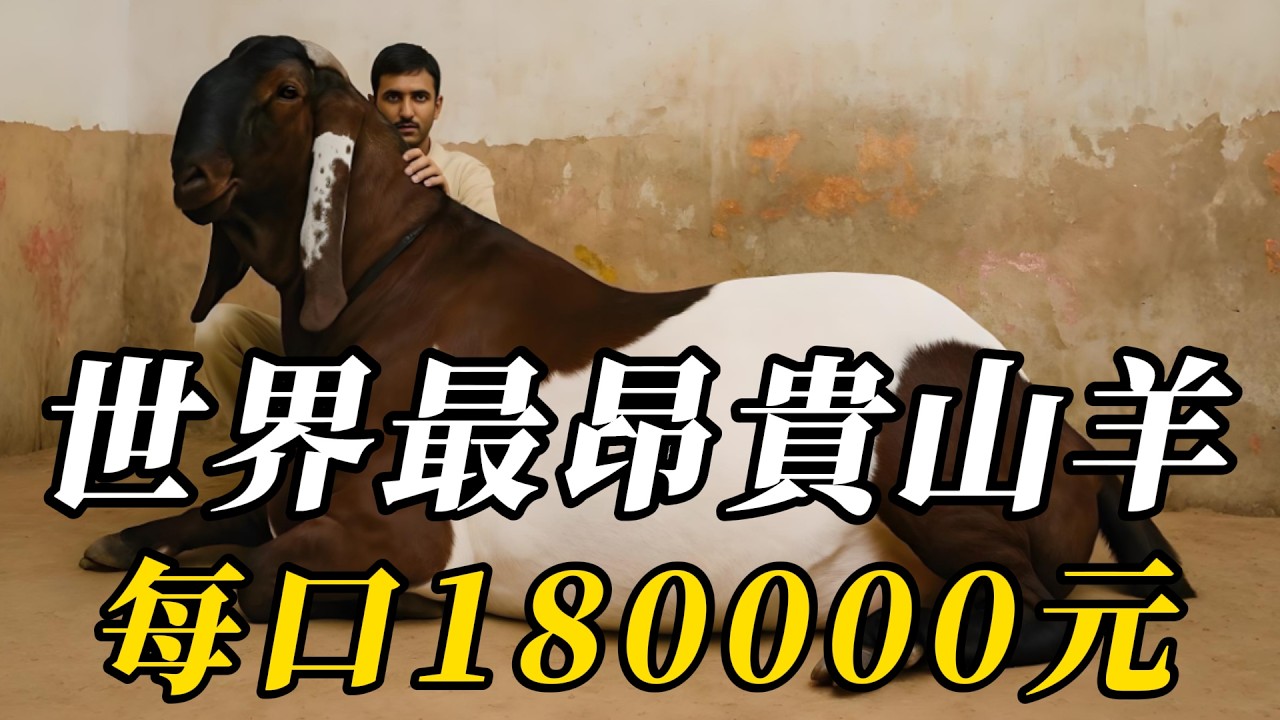 全世界最貴的10種山羊，第九名擁有可自動賺錢！第壹名價格超蘭博基尼，羊糞壹年能賣50萬！#世界之最 #动物 #动物世界 #科普 #百科密码 #知识渊博