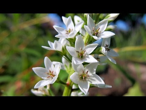 Wideo: Veronica (roślina): opis, odmiany, uprawa, zdjęcie