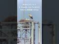 昨日2026.4.21のコウノトリ