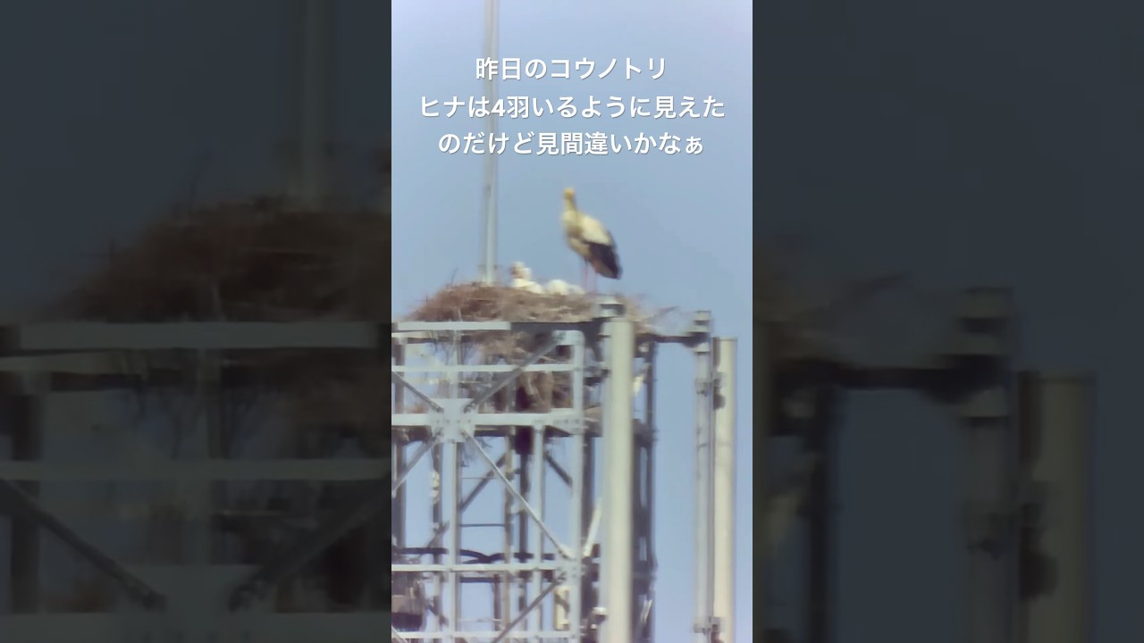 昨日2026.4.21のコウノトリ