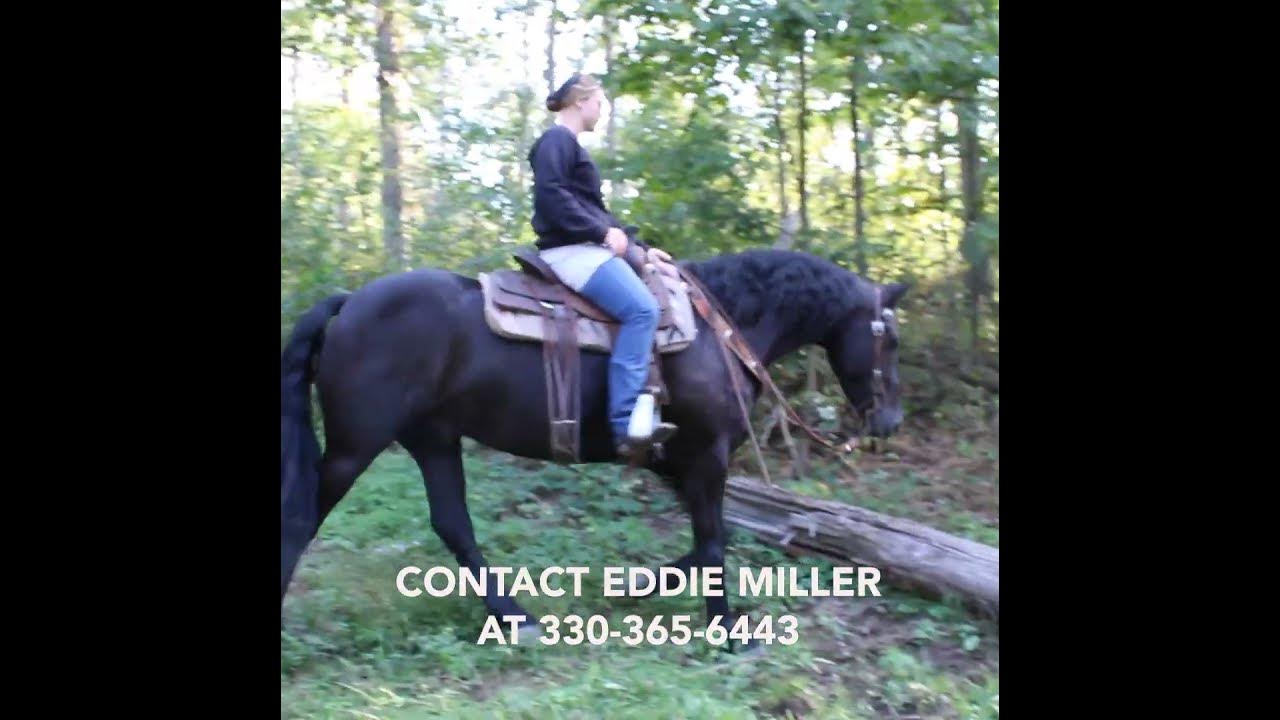 SOLD. RIO, 2019 Friesian Gelding Mid Ohio Draft Horse Sale