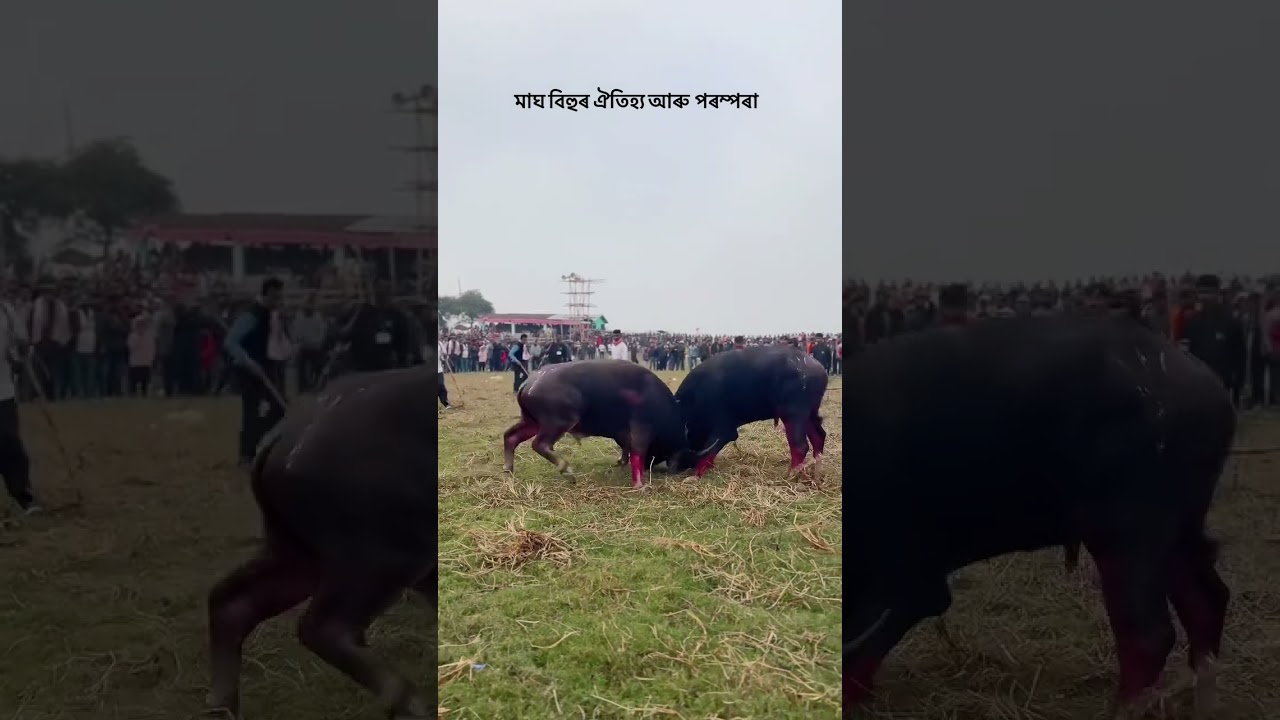 মাজত মাথোঁ কেইটামান দিন 😌  