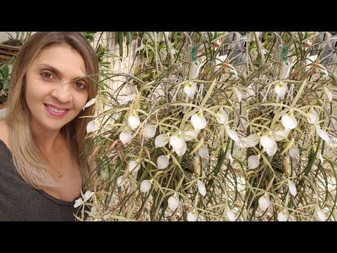 Vídeo: Crescendo Brassavolas: Tipos de Orquídeas Brassavola