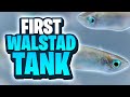 How To Set Up Your First Filterless Walstad Method Tank! (Step-By-Step - Month 2)