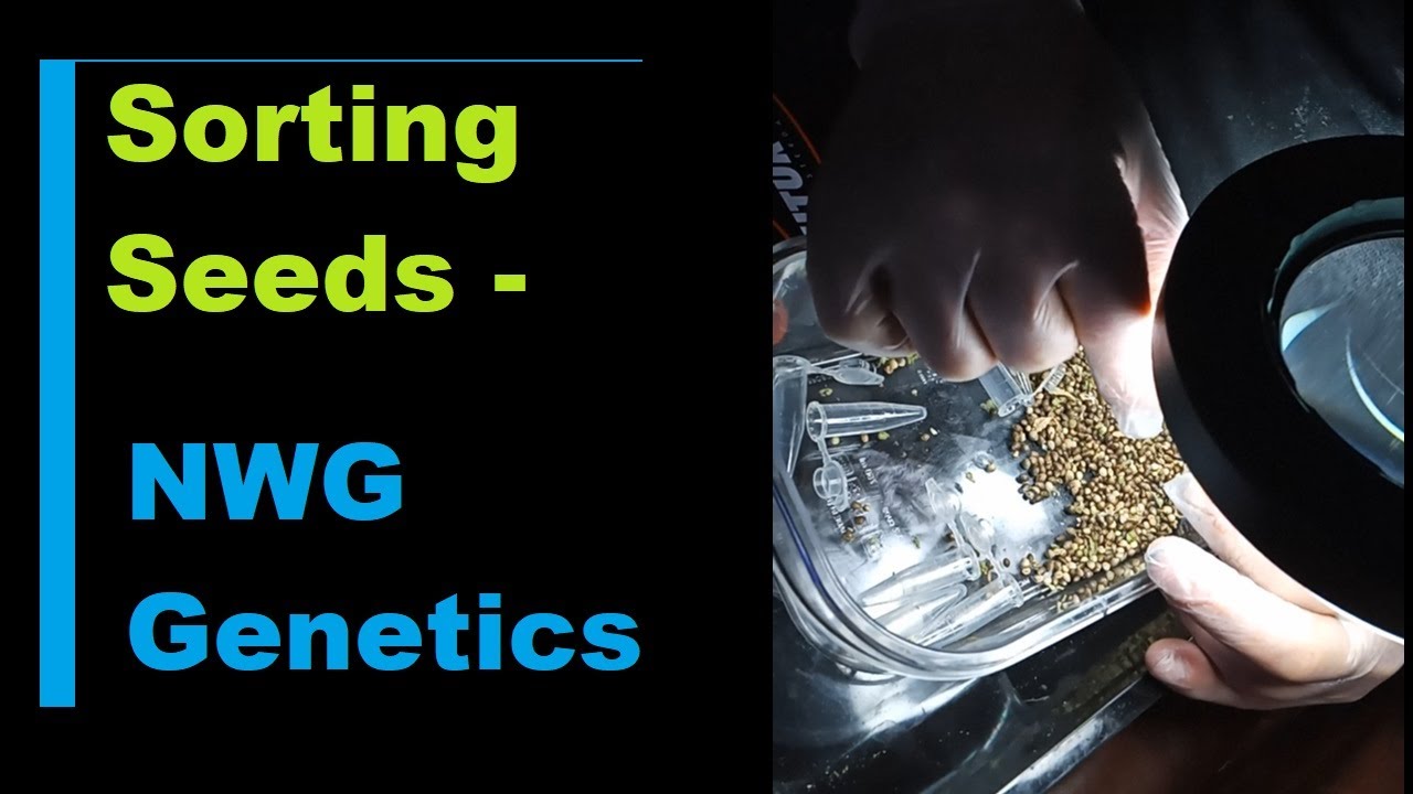 Packaging Seeds UP - NW Genetics Seed Company