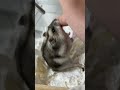 飼い主を泣かすまで何度も挑み続けてくるハムスター#shorts