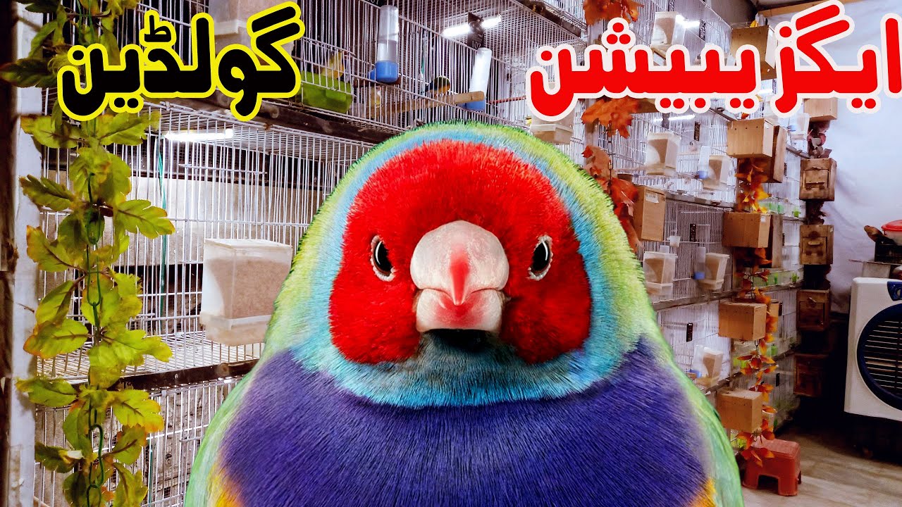 Exhibition Gouldian finch Breeding Setup|Cheema Aviary| بڑے سائز کی گولڑین فرنچ کا سیٹپ
