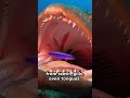 The Tiny Fish That Swims Into Predator Mouths — And Lives