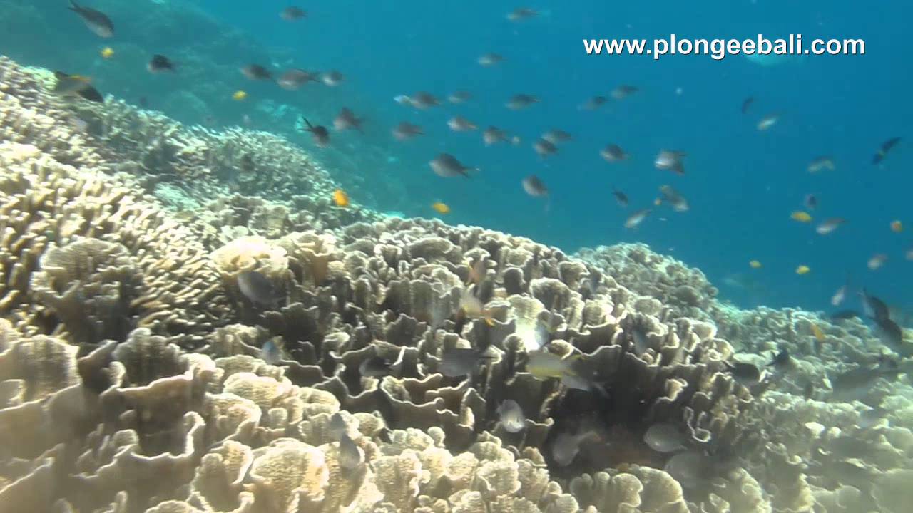 Dive Menjangan Island 2016 - YouTube