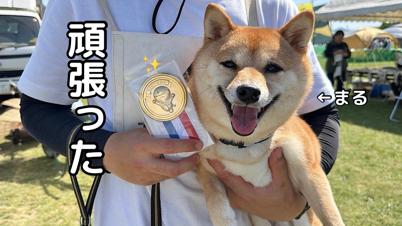 まる柴 Dog Sports Meet] Mame Shiba Athlete Shows Its True Potential! A
