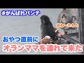 おやつ直前に、パンチくんがオランママを連れて来た(Just before snack time, Punch brought Orang Mama over.)2026.03.28