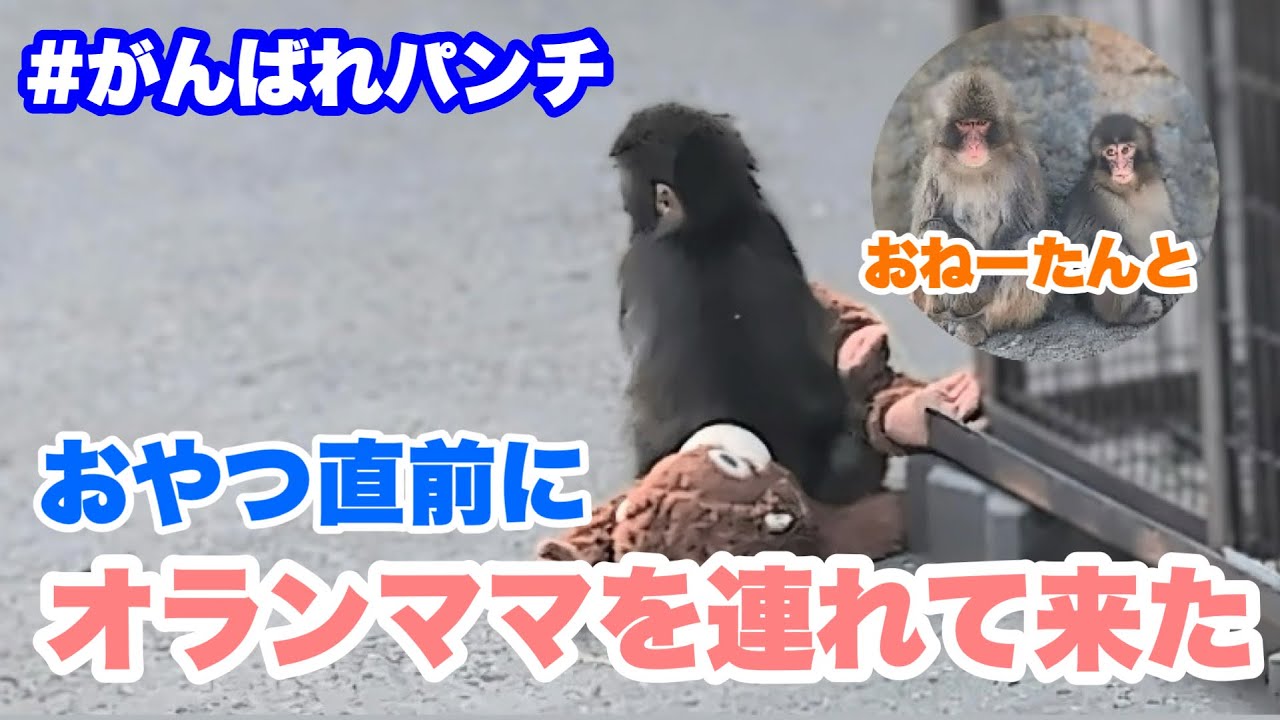 おやつ直前に、パンチくんがオランママを連れて来た（Just before