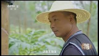 auto rubber tapping