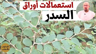 استعمالات أوراق السدر نصائح وارشادات الدكتور عماد ميزاب Docteur Imad Mizab