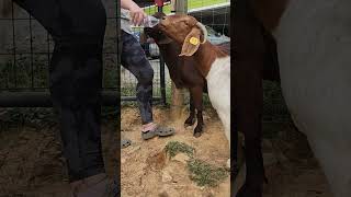 Drinking Water From A Bottle When You Are A Goat Is The New Thing To Do. It's Sophisticated