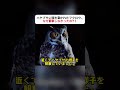 ハヤブサに頭を突かれたフクロウ、 なぜ反撃しなかったの？！ #フクロウ #ハヤブサ #野生動物 #自然観察 #意外な展開