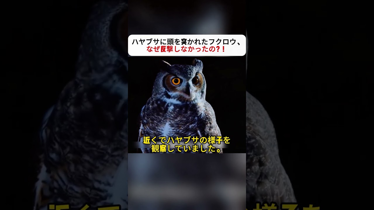 ハヤブサに頭を突かれたフクロウ、 なぜ反撃しなかったの？！ #フクロウ #ハヤブサ #野生動物 #自然観察 #意外な展開