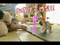 久しぶりのお腹ブーでぶちギレて悪態つきまくるパグ犬ぷぅ Pug