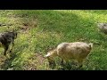 Моё Хозяйство/Весенний Выпас/Детёныши/Звери Едят Траву/Звери В Лесу/Не Много Туч#goat#goats#farmer