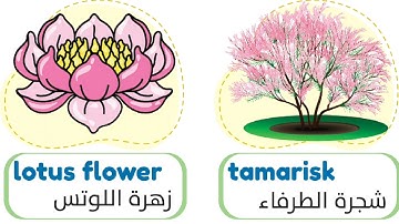 connect 4 |  Unit 3 lesson 2