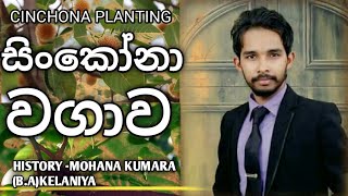සිංකෝනා වගාව|Cinchona planting|Rawana history class mohana kumara
