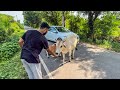 JAI GAU MATA 🙏 ! save animals ❤️ save gau mata .