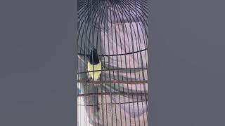 Sogon Gacor Tembakan Tajam Isian Lovebird #sogon #kicaumania #muraibatu