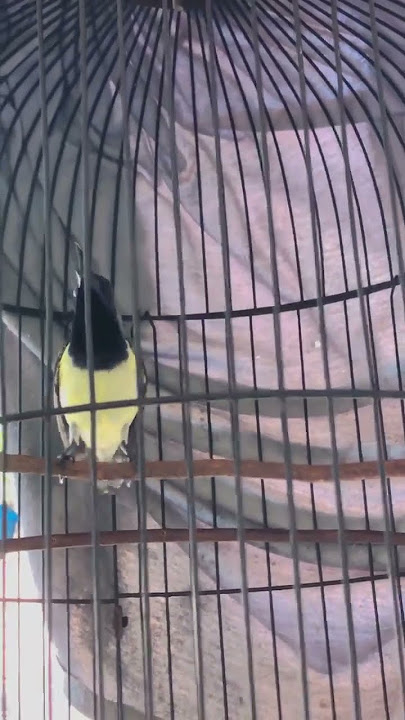 Sogon Gacor Tembakan Tajam Isian Lovebird #sogon #kicaumania #muraibatu