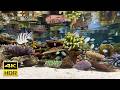 Okinawa Aquarium Coral Reef & Tropical Fish — 8 Hours 4K