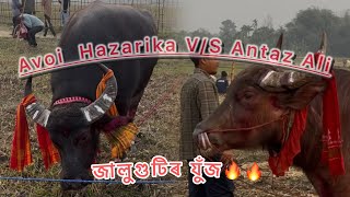 Avoi Hazarika V/S Antaj Ali 🔥🔥#bufflo #bull #wildlife #viralvideo #trending #youtubevideo #mohjuj