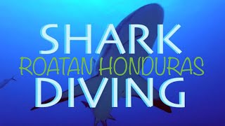 Shark Dive - Anthony's Key Resort - Roatan, Honduras